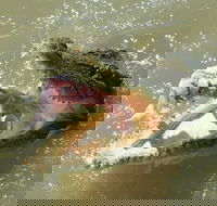 Darwin Jumping Crocodiles Cruise on Adelaide River - Accommodation Mermaid Beach