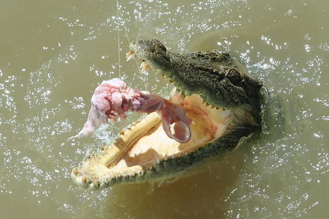 Darwin Jumping Crocodiles Cruise On Adelaide River - Accommodation Mermaid Beach 0