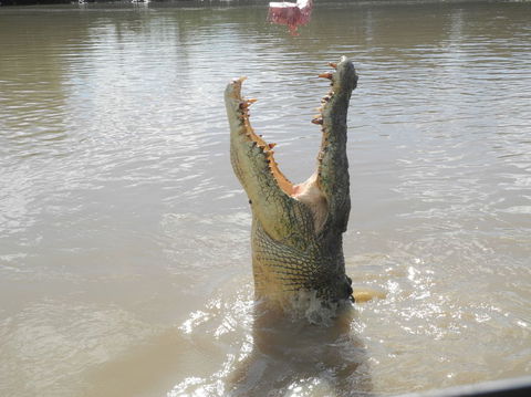 Darwin Jumping Crocodiles Cruise On Adelaide River - Accommodation Mermaid Beach 5