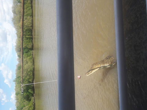 Darwin Jumping Crocodiles Cruise On Adelaide River - Accommodation Mermaid Beach 3