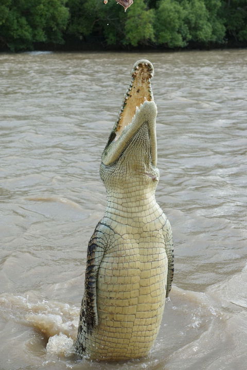 Darwin Jumping Crocodiles Cruise On Adelaide River - Accommodation Mermaid Beach 6