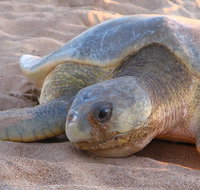 Turtle Tracks Tour to Bare Sand Island from Darwin - Accommodation Mermaid Beach