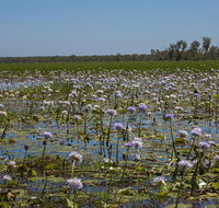 230pm Safari Cruise 1.5 Hours - Accommodation Mermaid Beach