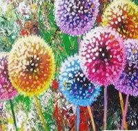 Dandelions - Six Tanks 3.00-5.00pm - Accommodation Mermaid Beach