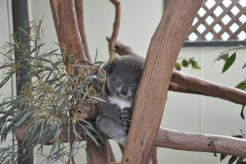 All-Inclusive Blue Mountains Tour In A Luxury Mercedes Sprinter - Accommodation Mermaid Beach 18