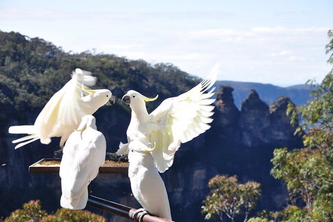 All-Inclusive Blue Mountains Tour In A Luxury Mercedes Sprinter - Accommodation Mermaid Beach 4