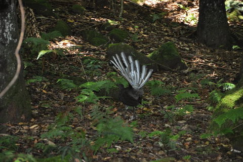 All-Inclusive Blue Mountains Tour In A Luxury Mercedes Sprinter - Accommodation Mermaid Beach 5