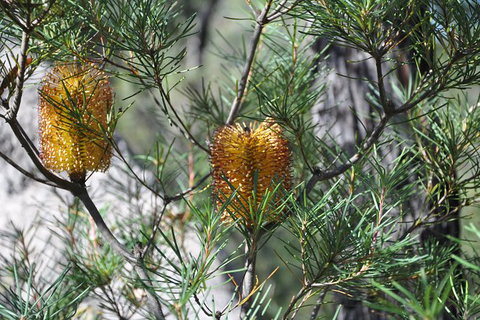 All-Inclusive Blue Mountains Tour In A Luxury Mercedes Sprinter - Accommodation Mermaid Beach 12