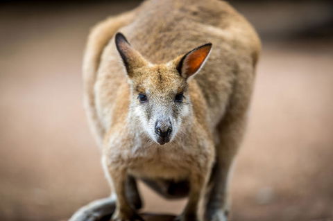 Blue Mountains Nature And Wildlife Day Tour From Sydney - Accommodation Mermaid Beach 18