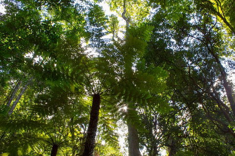 Blue Mountains Nature And Wildlife Day Tour From Sydney - Accommodation Mermaid Beach 1
