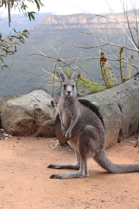 Blue Mountains Nature And Wildlife Day Tour From Sydney - Accommodation Mermaid Beach 10