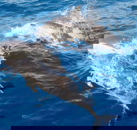Port Stephens Day Tour From Sydney Including 4WD Sandboarding and Dolphins - Accommodation Mermaid Beach