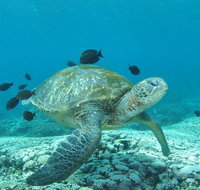 Flinders Reef Dive Site - Accommodation Mermaid Beach