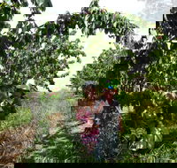 Harben Vale Pick Your Own Cherries - Accommodation Mermaid Beach