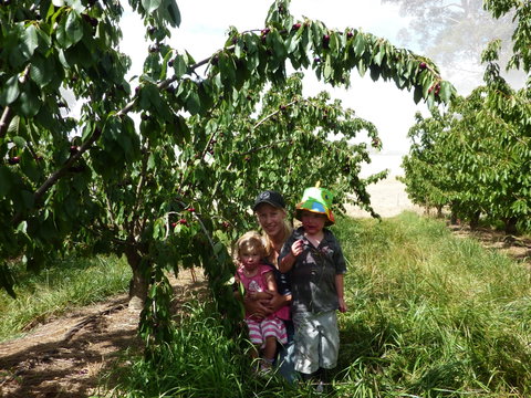 Harben Vale Pick Your Own Cherries - Accommodation Mermaid Beach 0