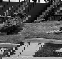 Hunter Valley Zoo - Accommodation Mermaid Beach