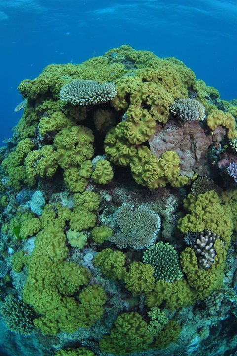 Keeper Reef Dive Site - Accommodation Mermaid Beach 0