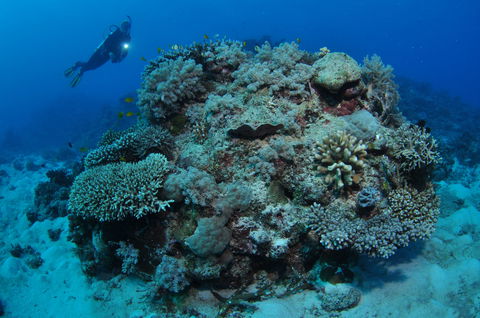 Keeper Reef Dive Site - Accommodation Mermaid Beach 1