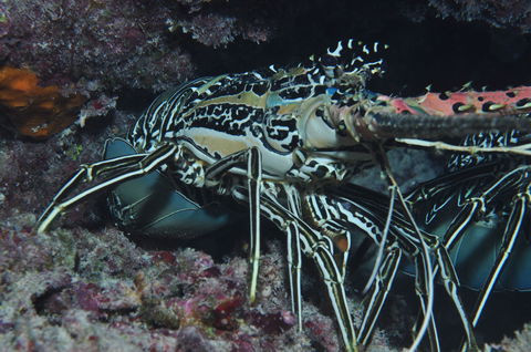 Keeper Reef Dive Site - Accommodation Mermaid Beach 2