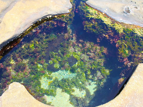 Little Shelley - Accommodation Mermaid Beach 1