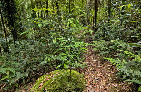Red Cedar Loop - Accommodation Mermaid Beach 0