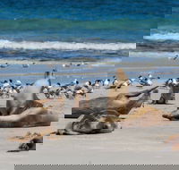 Seal Bay - Accommodation Mermaid Beach