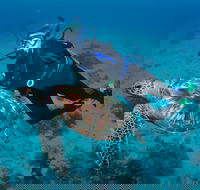 Second Reef Dive Site - Accommodation Mermaid Beach