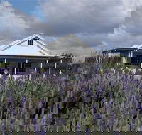 Amandine Lavender - Accommodation Mermaid Beach