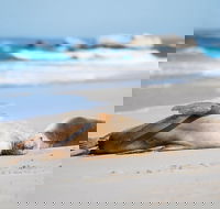 Cape Gantheaume Conservation Park and Wilderness Protection Area - Accommodation Mermaid Beach