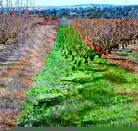 Hall Family Orchards - Accommodation Mermaid Beach