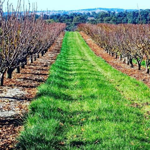 Hall Family Orchards - Accommodation Mermaid Beach 0