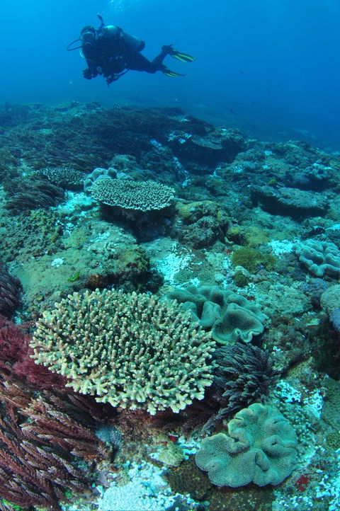 Hanging Rock Dive Site - Accommodation Mermaid Beach 0