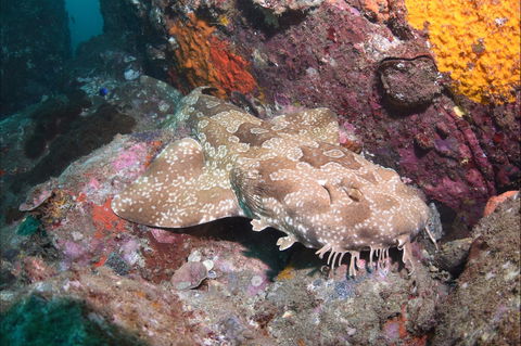Hanging Rock Dive Site - Accommodation Mermaid Beach 1