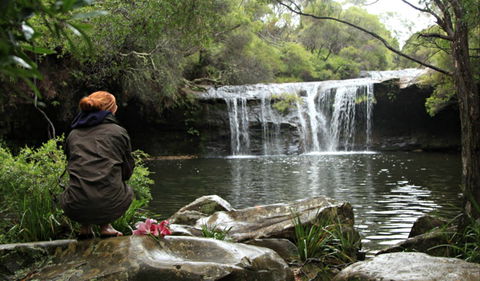 Nellies Glen Picnic Area - Accommodation Mermaid Beach 0