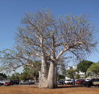 Old Boab Tree in Cavenagh Street - Accommodation Mermaid Beach