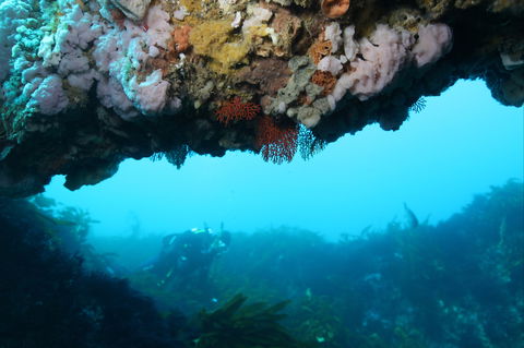 The Arches Marine Sanctuary - Accommodation Mermaid Beach 2