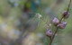 Wallumatta Loop Trail - thumb 0