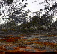 Woylie Walk Dryandra Woodland - Accommodation Mermaid Beach