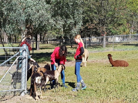 Animal Farm Visit - Accommodation Mermaid Beach 1