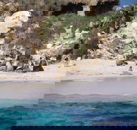 Australian Sea Lions - Accommodation Mermaid Beach