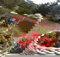 Blue Hills Berries and Cherries - Accommodation Mermaid Beach