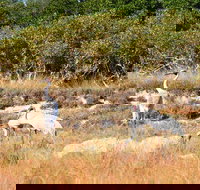 Cape Keraudren Nature Reserve - Accommodation Mermaid Beach