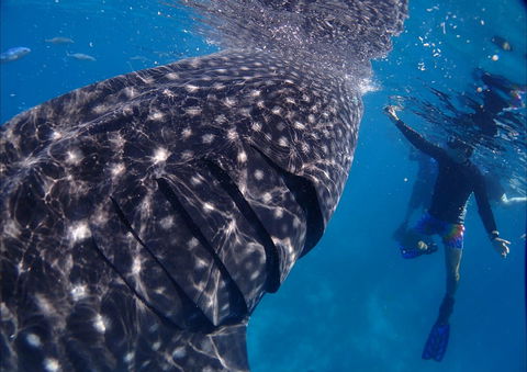 Coastal Water Dive - Accommodation Mermaid Beach 0