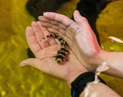 Irukandji Shark And Ray Encounters - Accommodation Mermaid Beach 0