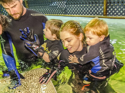 Irukandji Shark And Ray Encounters - Accommodation Mermaid Beach 1