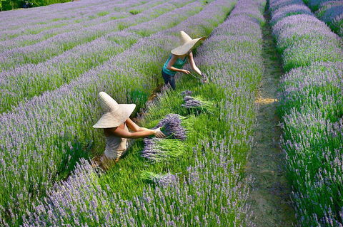 Lavandula Swiss Italian Farm - Accommodation Mermaid Beach 0