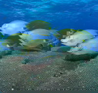Lodestone Reef - Accommodation Mermaid Beach