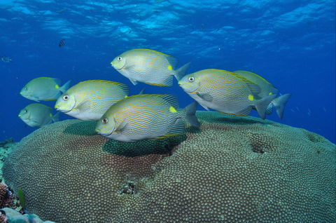 Lodestone Reef - Accommodation Mermaid Beach 0