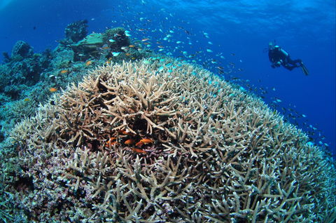 Lodestone Reef - Accommodation Mermaid Beach 1