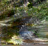 McDirtys Walking Track - Accommodation Mermaid Beach